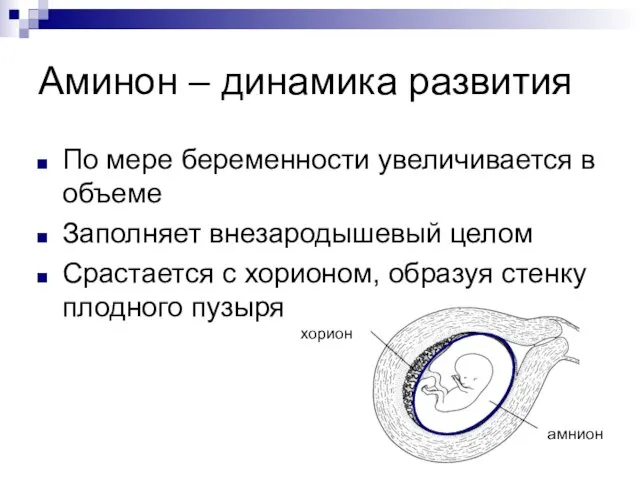 Аминон – динамика развития По мере беременности увеличивается в объеме Заполняет внезародышевый