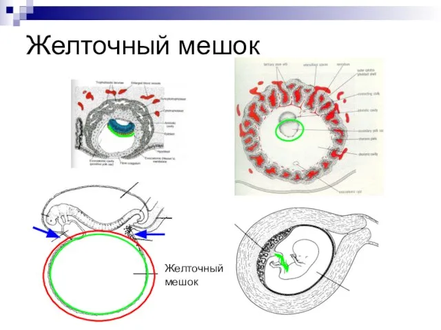 Желточный мешок Желточный мешок