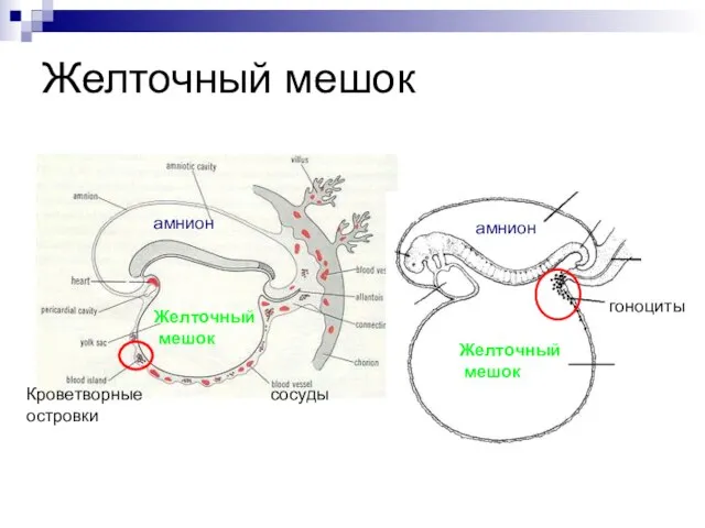 Желточный мешок Желточный мешок Желточный мешок сосуды Кроветворные островки гоноциты амнион амнион