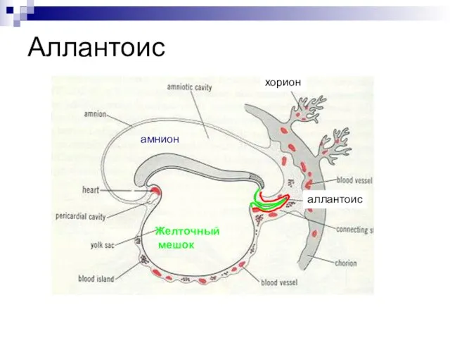 Аллантоис Желточный мешок амнион хорион аллантоис