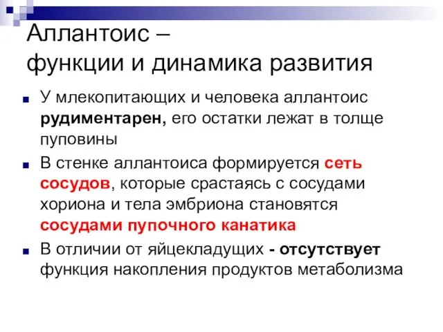 Аллантоис – функции и динамика развития У млекопитающих и человека аллантоис рудиментарен,