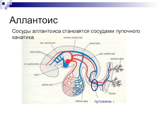 Аллантоис пуповина Сосуды аллантоиса становятся сосудами пупочного канатика