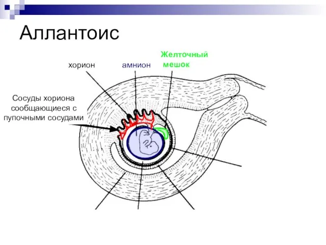 Аллантоис амнион хорион Желточный мешок Сосуды хориона сообщающиеся с пупочными сосудами