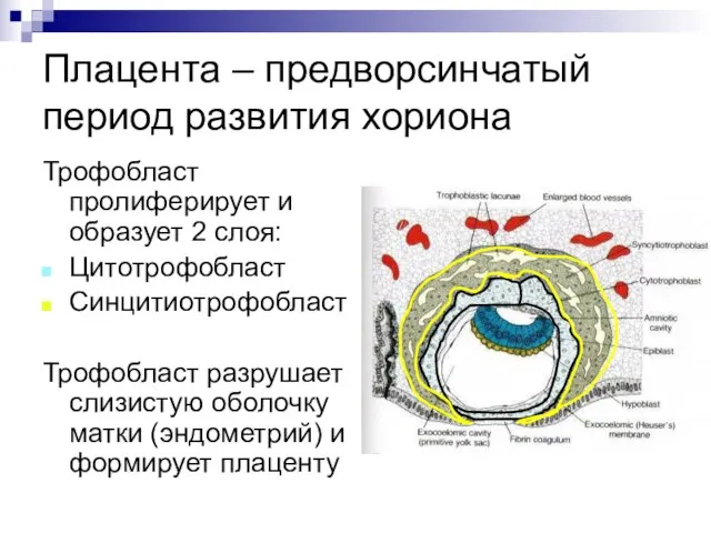 Плацента – предворсинчатый период развития хориона Трофобласт пролиферирует и образует 2 слоя: