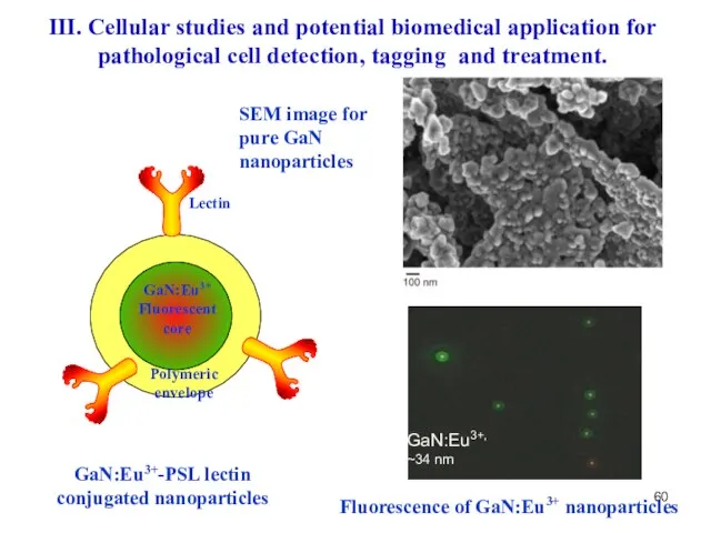 GaN:Eu3+-PSL lectin conjugated nanoparticles SEM image for pure GaN nanoparticles Fluorescence of