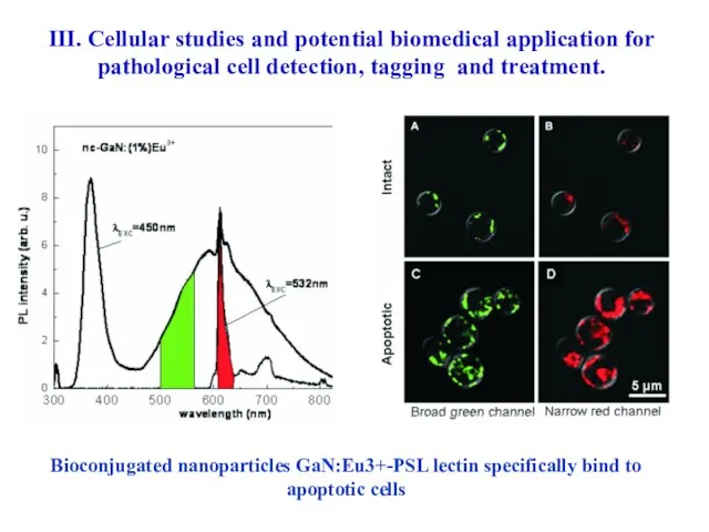 Bioconjugated nanoparticles GaN:Eu3+-PSL lectin specifically bind to apoptotic cells III. Cellular studies