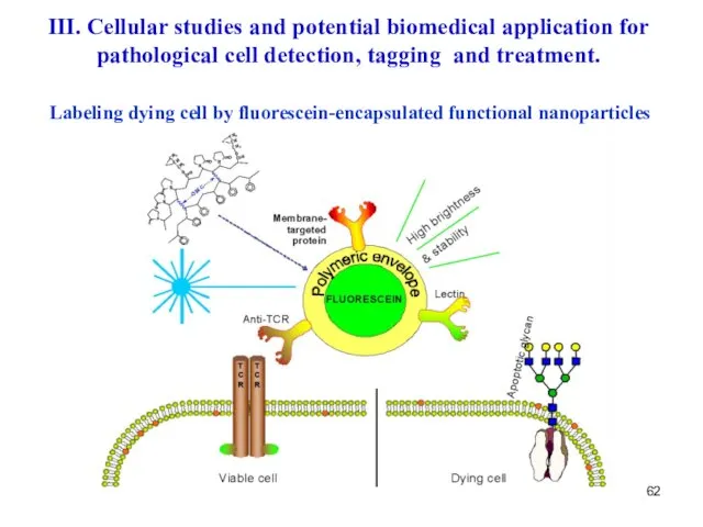 Labeling dying cell by fluorescein-encapsulated functional nanoparticles III. Cellular studies and potential