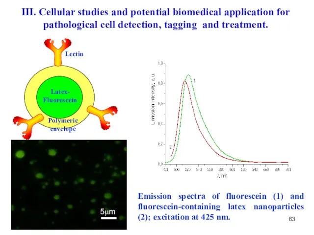 5μm Emission spectra of fluorescein (1) and fluorescein-containing latex nanoparticles (2); excitation