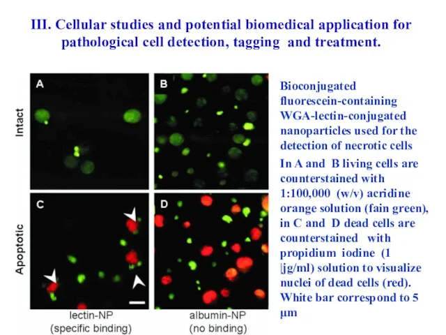 Bioconjugated fluorescein-containing WGA-lectin-conjugated nanoparticles used for the detection of necrotic cells In