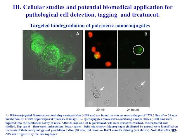 A - BSA-conjugated fluorescein-containing nanoparticles (~200 nm) are bound to murine macrophages