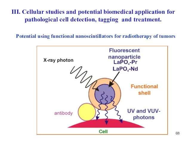 Potential using functional nanoscintillators for radiotherapy of tumors III. Cellular studies and