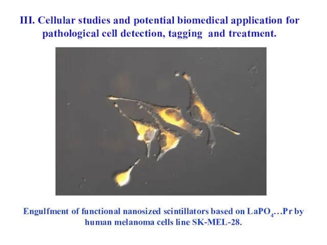 Engulfment of functional nanosized scintillators based on LaPO4…Pr by human melanoma cells