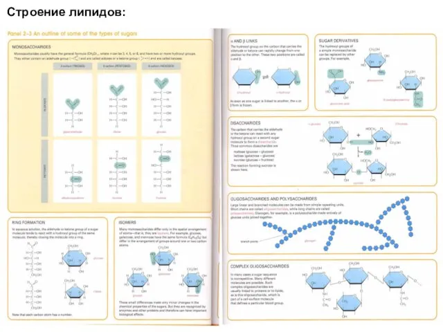 Строение липидов: