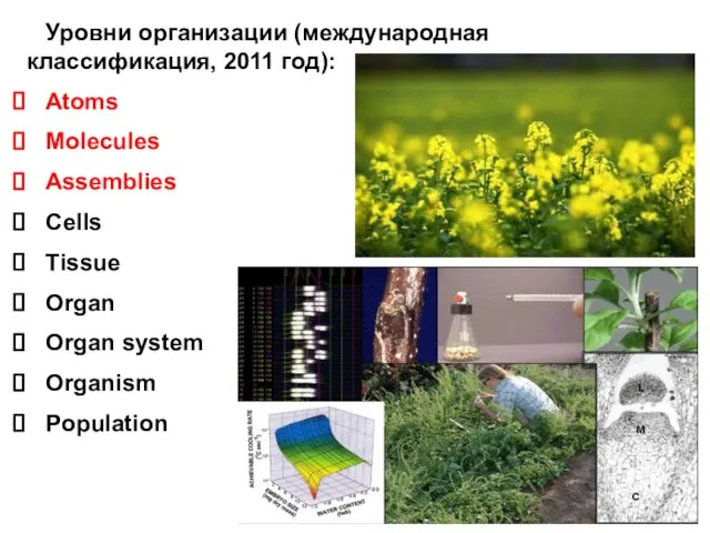 Уровни организации (международная классификация, 2011 год): Atoms Molecules Assemblies Cells Tissue Organ Organ system Organism Population