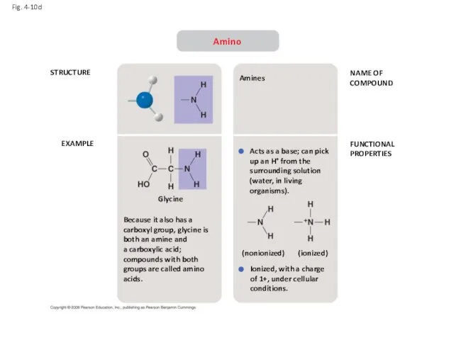 Fig. 4-10d STRUCTURE EXAMPLE NAME OF COMPOUND FUNCTIONAL PROPERTIES Amino Because it