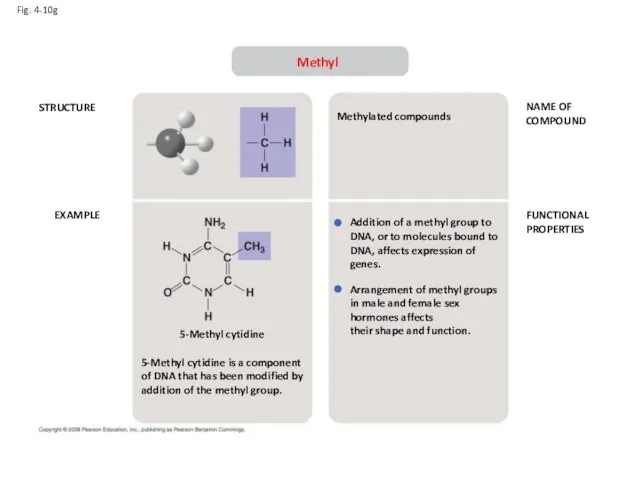 Fig. 4-10g STRUCTURE EXAMPLE NAME OF COMPOUND FUNCTIONAL PROPERTIES Methyl 5-Methyl cytidine