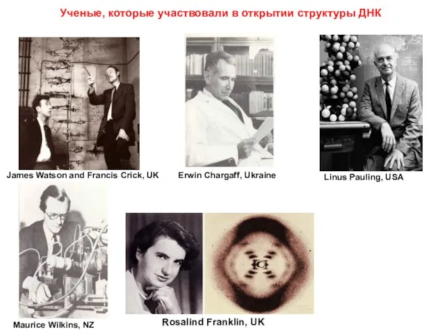 James Watson and Francis Crick, UK Erwin Chargaff, Ukraine Linus Pauling, USA