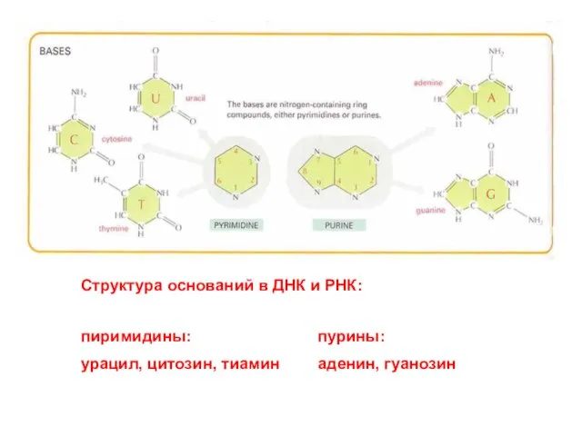 Структура оснований в ДНК и РНК: пиримидины: урацил, цитозин, тиамин пурины: аденин, гуанозин