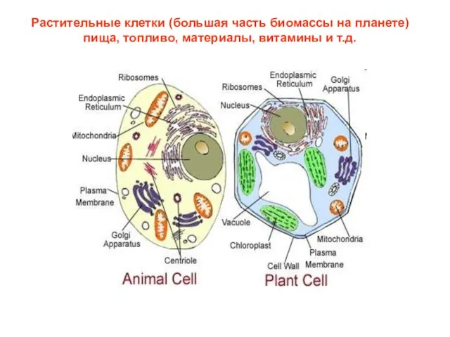 Растительные клетки (большая часть биомассы на планете) пища, топливо, материалы, витамины и т.д.