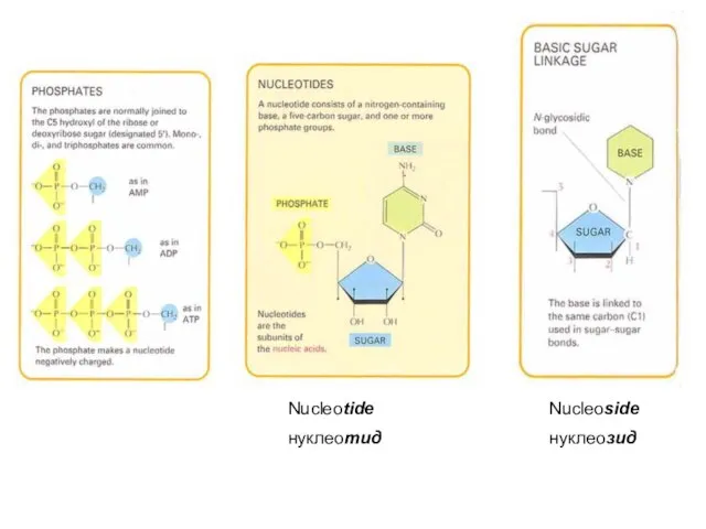 Nucleoside нуклеозид Nucleotide нуклеотид