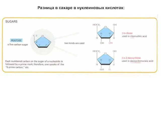 Разница в сахаре в нуклеиновых кислотах: