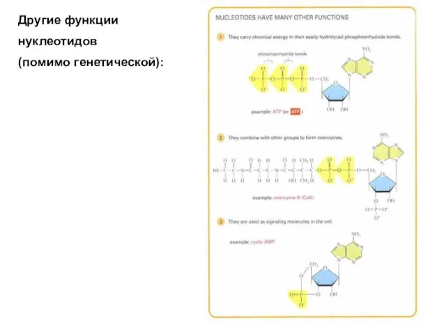 Другие функции нуклеотидов (помимо генетической):