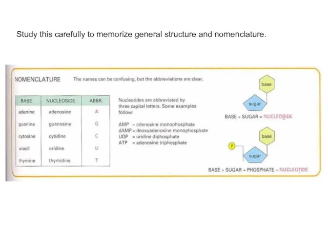 Study this carefully to memorize general structure and nomenclature.