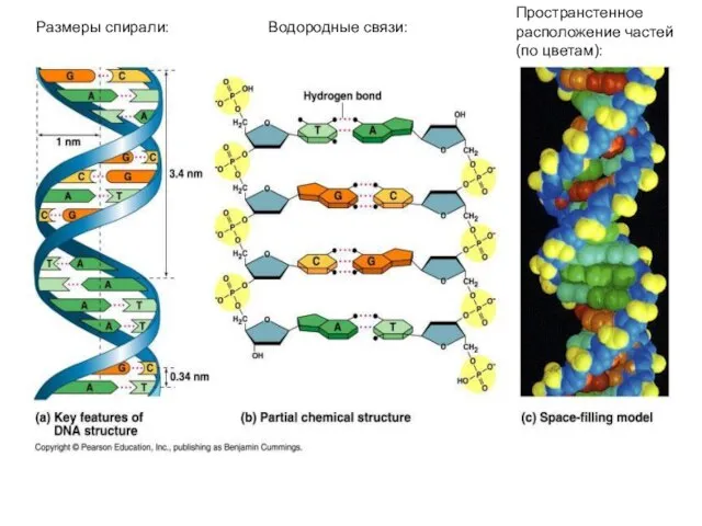 Размеры спирали: Водородные связи: Пространстенное расположение частей (по цветам):