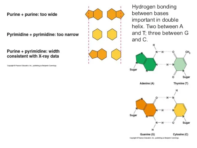 Hydrogen bonding between bases important in double helix. Two between A and