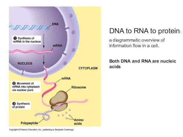 DNA to RNA to protein: a diagrammatic overview of information flow in