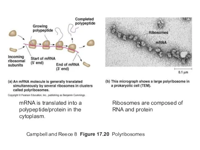 Campbell and Reece 8 Figure 17.20 Polyribosomes mRNA is translated into a