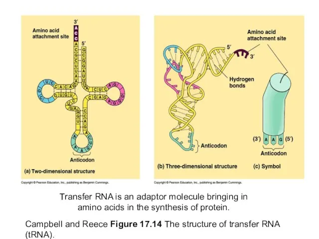 Campbell and Reece Figure 17.14 The structure of transfer RNA (tRNA). Transfer