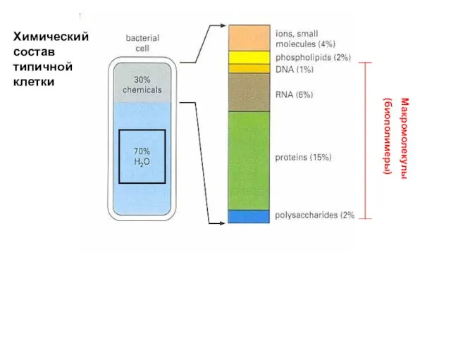 Химический состав типичной клетки Макромолекулы (биополимеры)