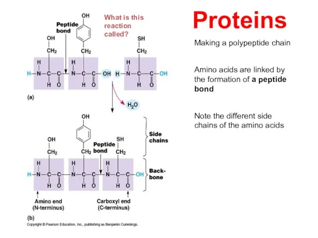 Making a polypeptide chain Amino acids are linked by the formation of