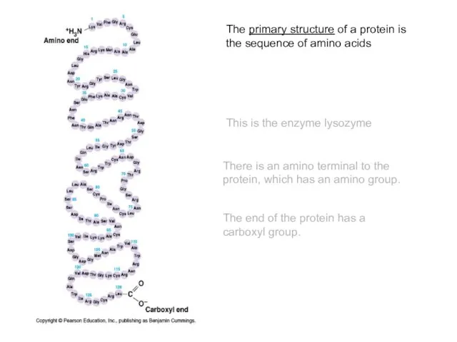 The primary structure of a protein is the sequence of amino acids