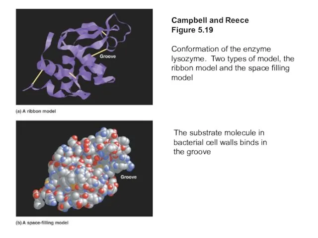 Campbell and Reece Figure 5.19 Conformation of the enzyme lysozyme. Two types