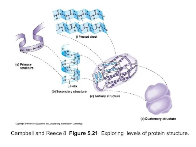 Campbell and Reece 8 Figure 5.21 Exploring levels of protein structure.