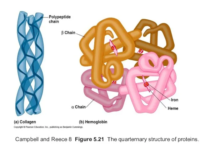 Campbell and Reece 8 Figure 5.21 The quarternary structure of proteins.