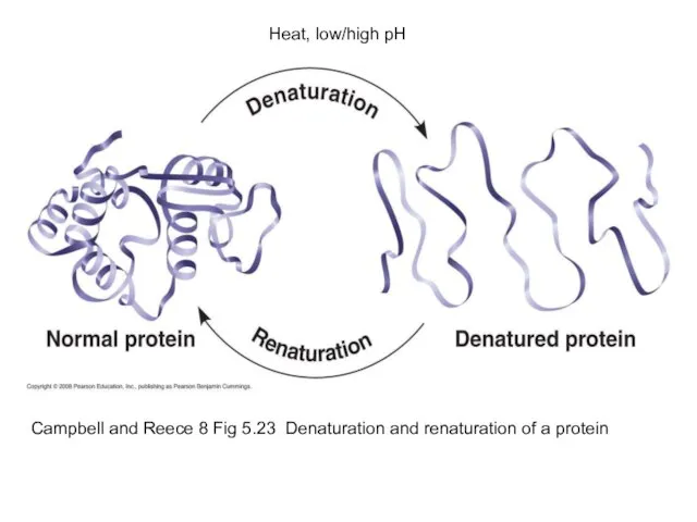 Campbell and Reece 8 Fig 5.23 Denaturation and renaturation of a protein Heat, low/high pH