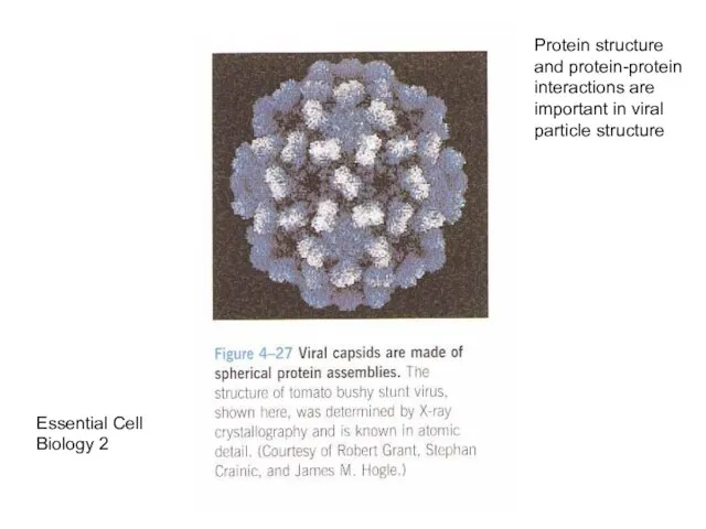 Essential Cell Biology 2 Protein structure and protein-protein interactions are important in viral particle structure