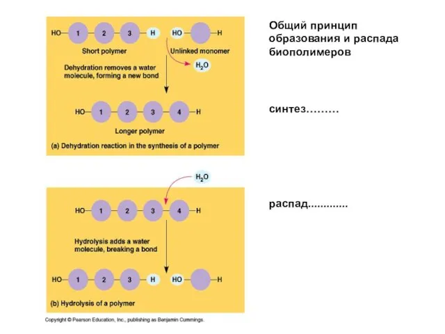 Общий принцип образования и распада биополимеров синтез……… распад.............