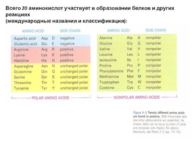 Всего 20 аминокислот участвует в образовании белков и других реакциях (международные названия и классификация):