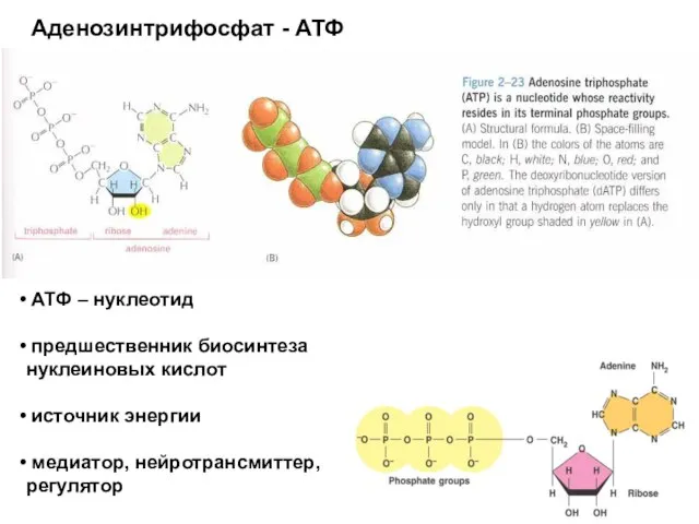 Аденозинтрифосфат - АТФ АТФ – нуклеотид предшественник биосинтеза нуклеиновых кислот источник энергии медиатор, нейротрансмиттер, регулятор