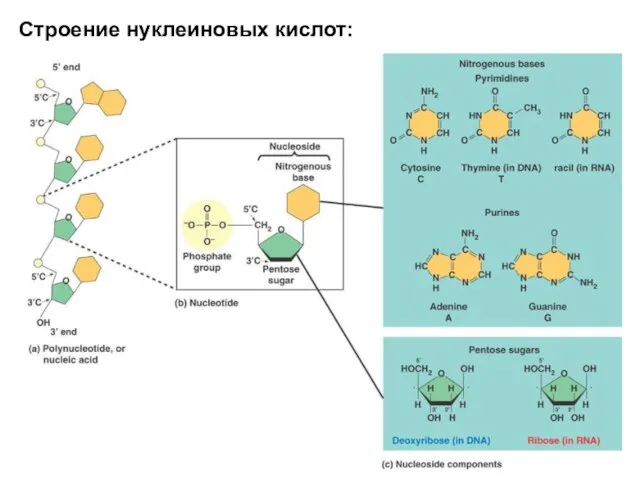 Строение нуклеиновых кислот: