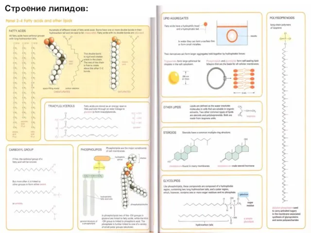 Строение липидов: