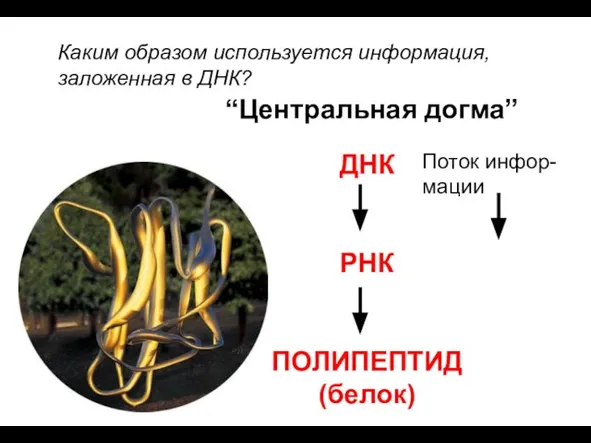 ДНК РНК ПОЛИПЕПТИД (белок) “Центральная догма” Поток инфор- мации Каким образом используется информация, заложенная в ДНК?