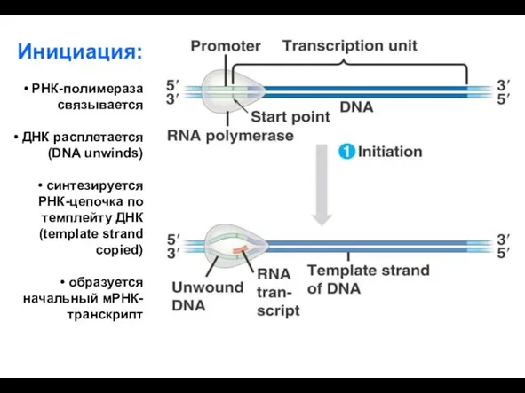 Инициация: РНК-полимераза связывается ДНК расплетается (DNA unwinds) синтезируется РНК-цепочка по темплейту ДНК