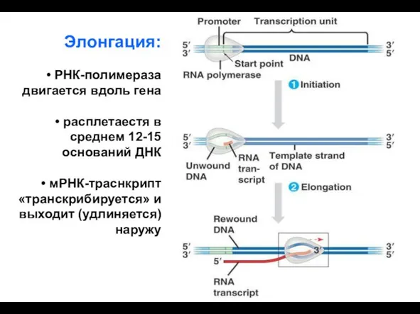 Элонгация: РНК-полимераза двигается вдоль гена расплетаестя в среднем 12-15 оснований ДНК мРНК-траснкрипт