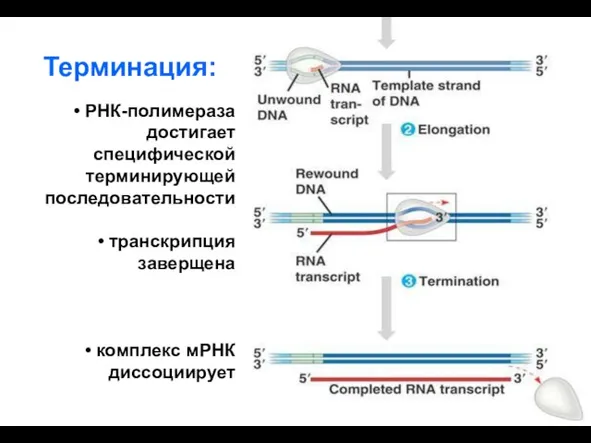 РНК-полимераза достигает специфической терминирующей последовательности транскрипция заверщена комплекс мРНК диссоциирует Терминация: