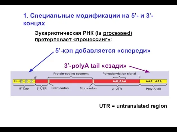 Эукариотическая РНК (is processed) претерпевает «процессинг»: 5’-кэп добавляется «спереди» 3’-polyA tail «сзади»